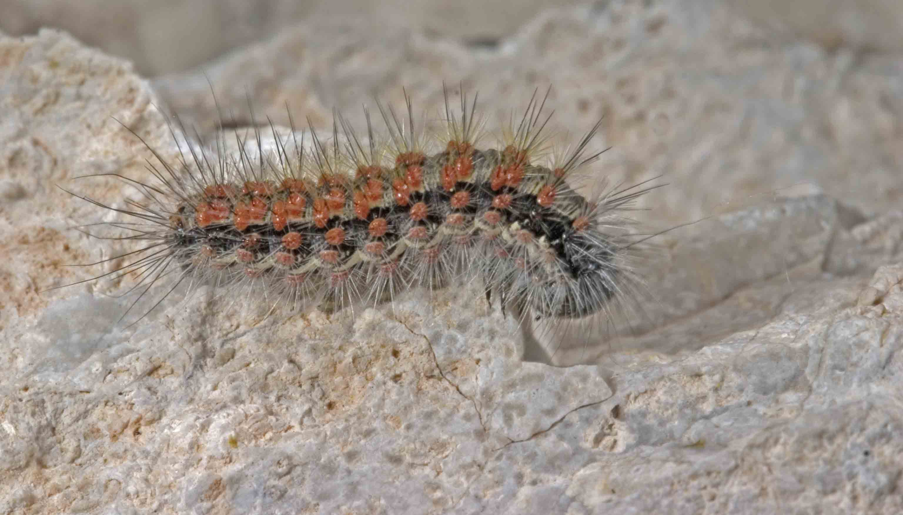 Bruco abruzzese 1 - Cymbalophora rivularis